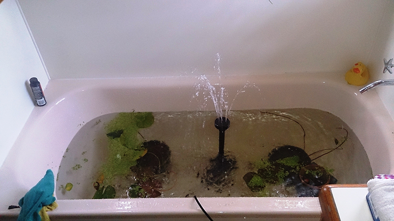 fish-in-bath